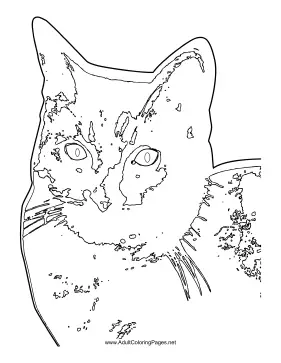 Cat coloring page