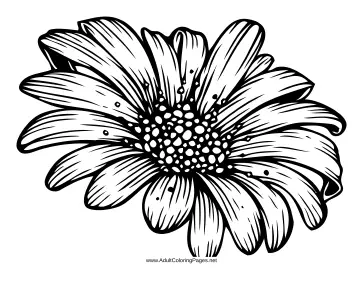 Daisy coloring page