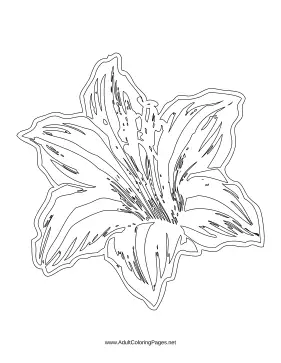 Lily coloring page