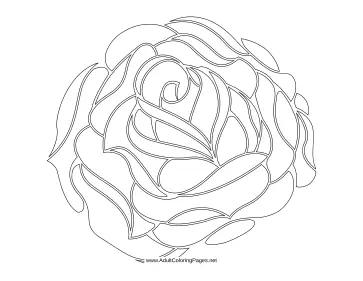 Rose coloring page